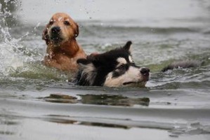 如何训练金毛幼犬游泳技巧？（培养金毛幼犬的游泳能力，让它们爱上水池）