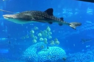 探索深海的魅力（发现深海之美，挑战女性极限，潜水技巧与安全注意事项）