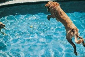 如何教小孩学会狗刨游泳？（掌握正确技巧，让孩子快速掌握狗刨游泳！）