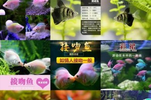 观赏鱼群游泳技巧的训练秘籍（打造流畅游动的观赏鱼群——一步一步指导你的宠物鱼成为水中舞者）