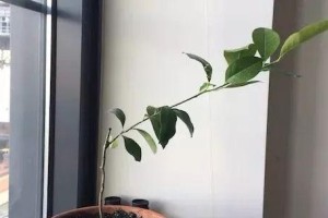 乒乓球菊扦插的技巧和方法（掌握关键技巧，轻松繁衍美丽的乒乓球菊）