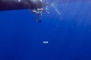 水下训练鲨鱼游泳技巧的方法与技巧（提高鲨鱼游泳技巧的秘密揭示，让您成为水下的主宰者！）