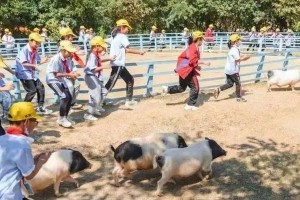 如何培养小鸡吃米乒乓球不落的技巧（小鸡吃米乒乓球——让你的宠物成为技巧达人）